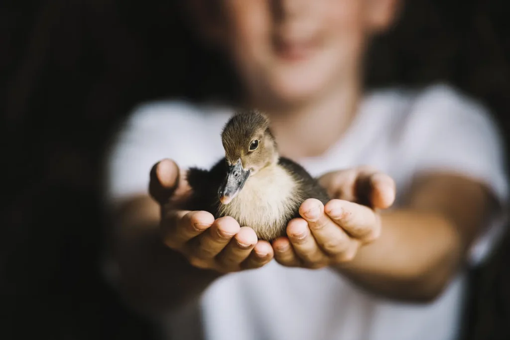 Curso en Derecho de los Animales 1