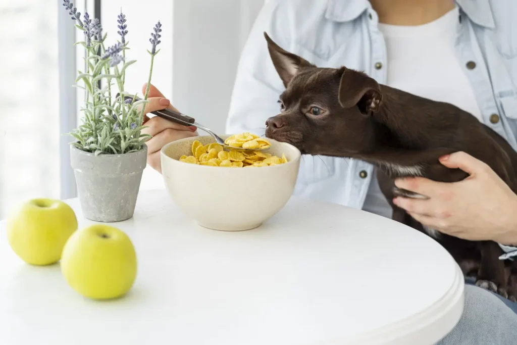 Curso de Urolitiasis Canina y Felina Diagnóstico, Dieta e Intervención 1