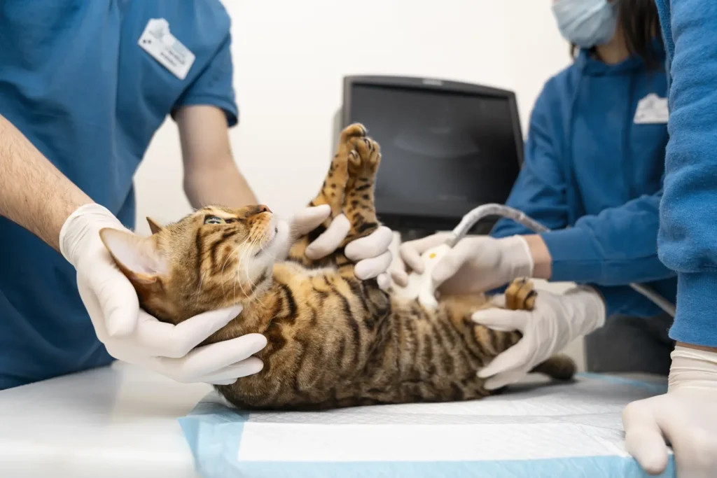 Diplomado en Atención Crítica Veterinaria Aplicada (ECCUCI) 1