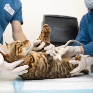 Diplomado en Atención Crítica Veterinaria Aplicada (ECCUCI) 1