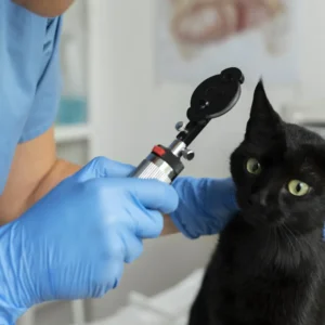Diplomado en Dermatología Clínica y Otología en Pequeños Animales 1
