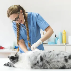 Diplomado en Operativa Quirúrgica y Anestésica en Pequeños Animales 1