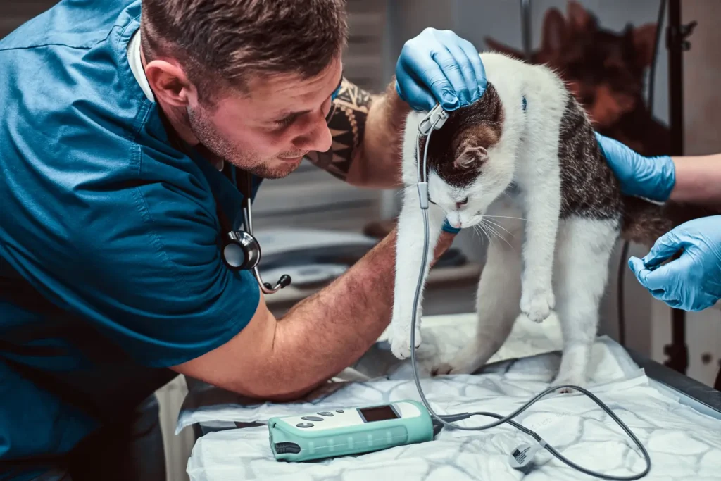 Máster en Cirugía de Tejidos Blandos y Anestesia en Veterinaria 3