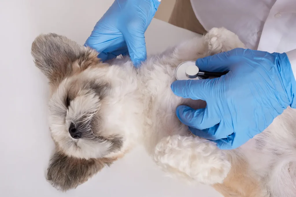 Máster en Cirugía de Tejidos Blandos y Anestesia en Veterinaria 2
