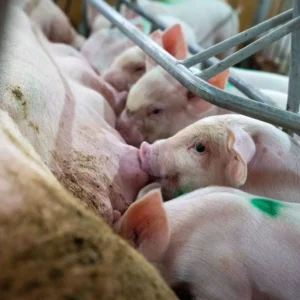 Diplomado en Medicina Veterinaria para Animales de Producción (Bovinos y Porcinos)