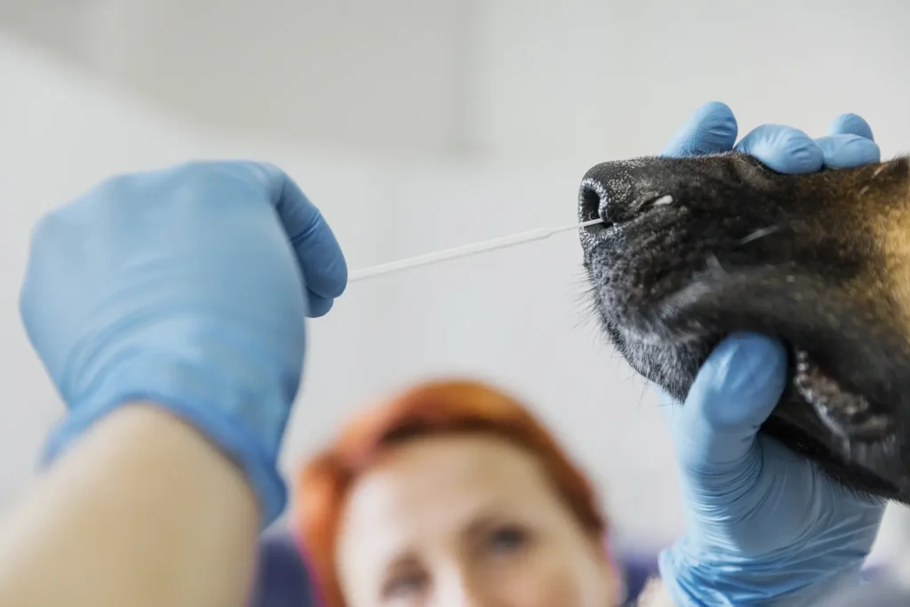 Cours de Laparoscopie Basique chez les Petits Animaux 2