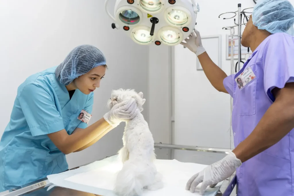Cours de POCUS et Procédures Échoguidées en Urgences Vétérinaires 3