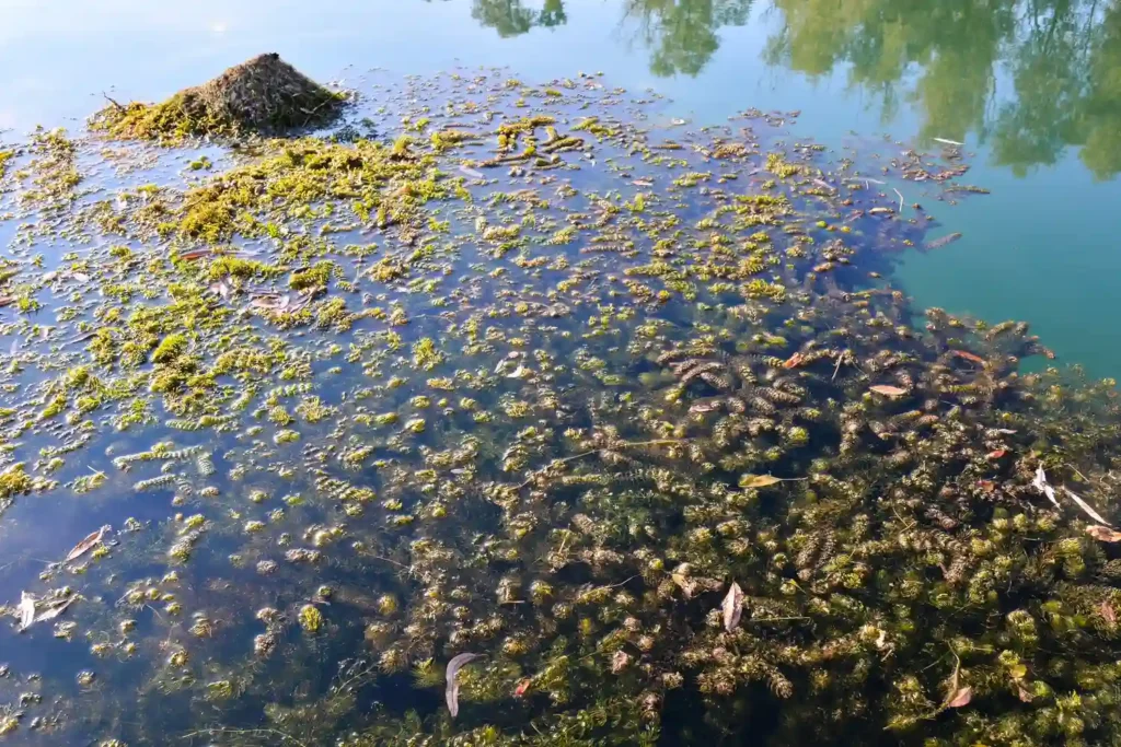 Cours de Surveillance et Échantillonnage des Microplastiques dans les Écosystèmes Aquatiques 1