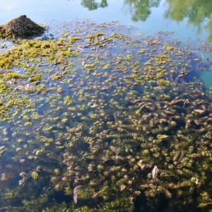 Cours de Surveillance et Échantillonnage des Microplastiques dans les Écosystèmes Aquatiques 1